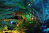 MULTICOLOURED LIGHTS ON FERNS (ABBOTSBURY,  DORSET)