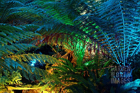 MULTICOLOURED_LIGHTS_ON_FERNS_ABBOTSBURY__DORSET