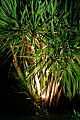 CORDYLINE KASPAR,  UPLIGHTS(ABBOTSBURY,  DORSET)