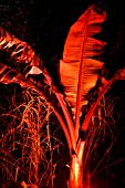 RED LIGHT ON MUSA (ABBOTSBURY,  DORSET)