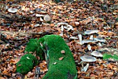 TOADSTOOLS (NEW FOREST,  HAMPSHIRE)