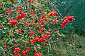 VIBURNUM OPULUS FRUIT (GUELDER ROSE)