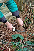 WINTER TIDYING,  REMOVING DEAD FOLIAGE FROM IRIS SIBIRICA OTTAWA