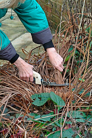 WINTER_TIDYING__REMOVING_DEAD_FOLIAGE_FROM_IRIS_SIBIRICA_OTTAWA