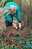 WINTER TIDYING,  REMOVING DEAD FOLIAGE FROM IRIS SIBIRICA OTTAWA