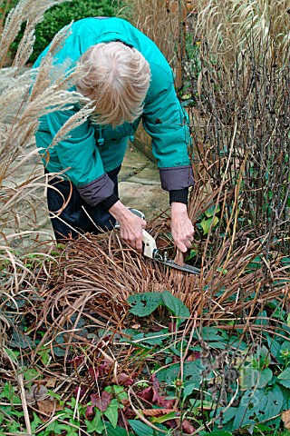 WINTER_TIDYING__REMOVING_DEAD_FOLIAGE_FROM_IRIS_SIBIRICA_OTTAWA