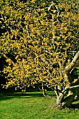 HAMAMELIS MOLLIS,  WAKEHURST PLACE,  JANUARY