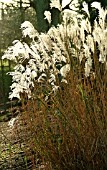 SEEDHEADS OF MISCANTHUS SINENSIS,  WAKEHURST PLACE,  JANUARY