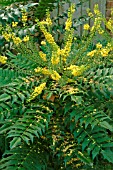 MAHONIA X MEDIA WINTER SUN,  NOVEMBER