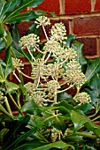 FLOWERS OF FATSIA JAPONICA,  DECEMBER