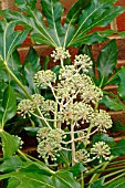 FATSIA JAPONICA