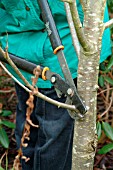 REMOVING LOWER BRANCH OF SORBUS AUCUPARIA SHEERWATER SEEDLING