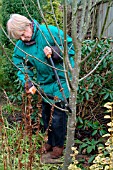 REMOVING LOWER BRANCH OF SORBUS AUCUPARIA SHEERWATER SEEDLING