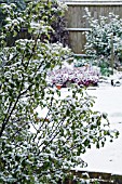 SNOW ON PITTOSPORUM TENUIFOLIUM LOXHILL GOLD