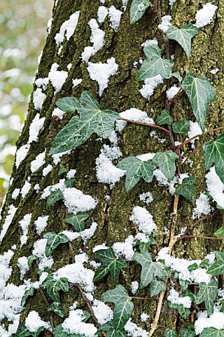 SNOW_ON_HEDERA_HELIX_IVY