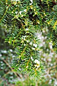 SNOW ON TAXUS BACCATA (YEW)