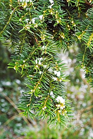 SNOW_ON_TAXUS_BACCATA_YEW