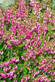 ERICA CARNEA MYRETOUN RUBY, (HEATHER MYRETOUN RUBY)