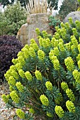 EUPHORBIA CHARACIAS WULFENII LAMBROOK GOLD