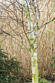 BETULA UTILIS JACQUEMONTII GRAYSWOOD GHOST