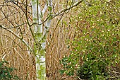 BETULA UTILIS JACQUEMONTII GRAYSWOOD GHOST