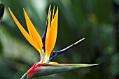 STRELITZIA REGINAE HUMILIS (BIRD OF PARADISE)