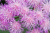 EUPATORIUM ATRORUBENS