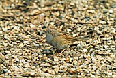 DUNNOCK (PRUNELLA MODULARIS)