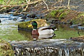 DRAKE MALLARD (ANAS PLATYRHYNCHOS)