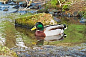 DRAKE MALLARD (ANAS PLATYRHYNCHOS)