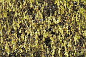 CORYLOPSIS SPICATA