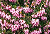 ERICA DARLEYENSIS A.T. JOHNSON