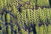 STACHYURUS PRAECOX