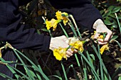 DEADHEADING NARCISSUS