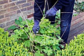 USING TWIGS AS SUPPORT FOR DELPHINIUMS