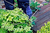 USING TWIGS AS SUPPORT FOR DELPHINIUMS