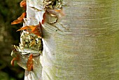 BARK OF BETULA ALBOSINENSIS (CHINESE RED BARKED BIRCH)