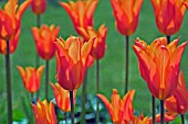 TULIPA BALLERINA (LILY FLOWERED)