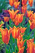 TULIPA BALLERINA (LILY FLOWERED)