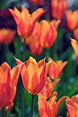 TULIPA BALLERINA (LILY FLOWERED)