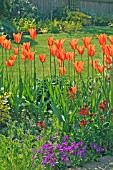 TULIPA BALLERINA (LILY FLOWERED)