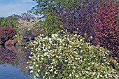 WAKEHURST PLACE (WEST SUSSEX) EXOCHORDA MACRANTHA THE BRIDE AND RIBES SANGUINEUM