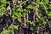 BETULA POTANINII CATKINS AND YOUNG LEAVES