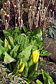 LYSICHITON AMERICANUS WITH OSMUNDA REGALIS