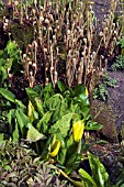 LYSICHITON AMERICANUS WITH OSMUNDA REGALIS