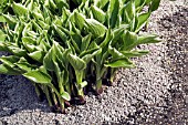 GRIT AROUND HOSTA AS SNAIL AND SLUG DETERRENT