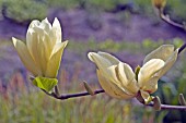 MAGNOLIA ELIZABETH