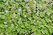 TIARELLA CORDIFOLIA