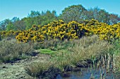 ULEX EUROPAEUS AT HICKLING BROAD NATIONAL NATURE RESERVE (NORFOLK)