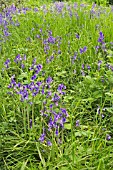 HYACINTHOIDES NON SCRIPTA (BLUEBELLS)